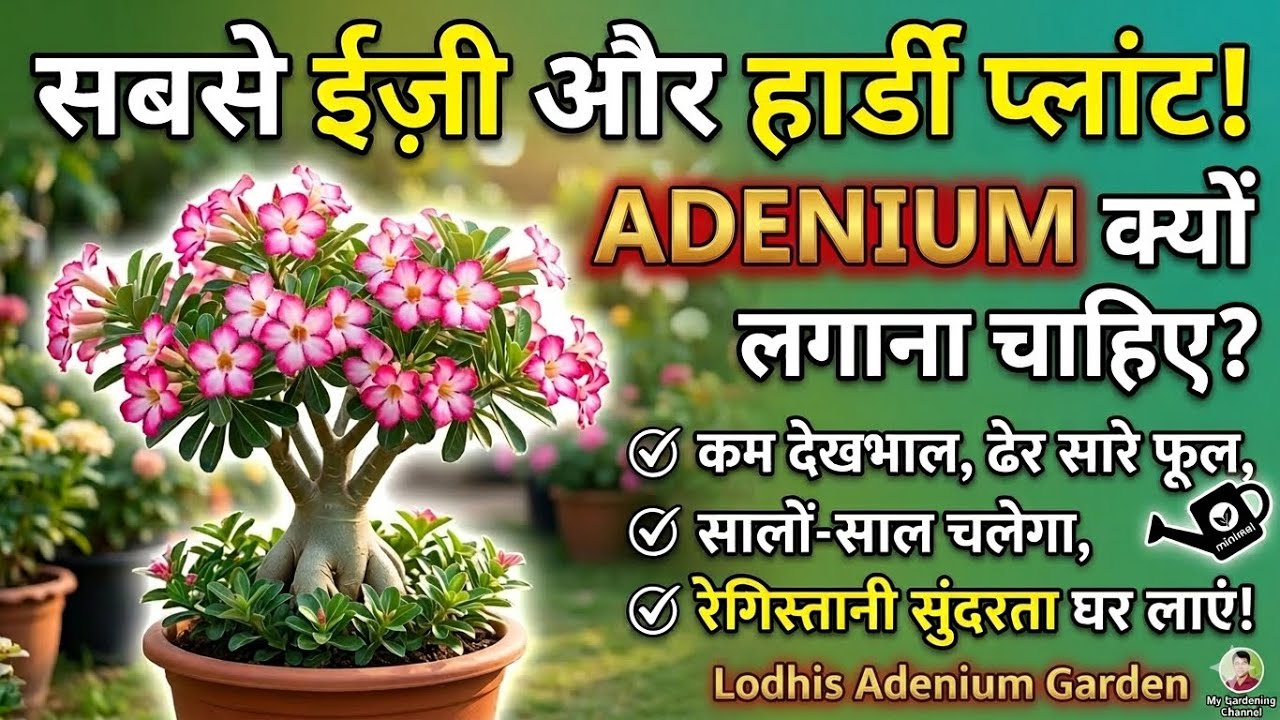 हमें adenium ही क्यों लगाना चाहिए 