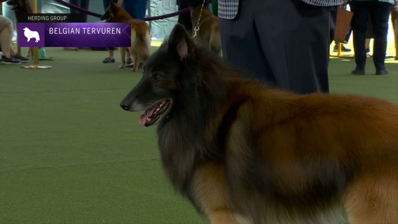 Belgian Tervuren | Breed Judging 2023