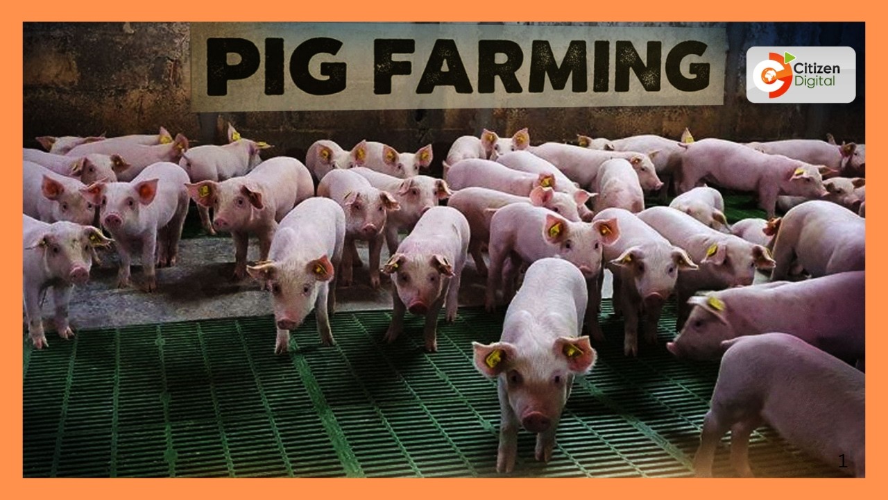 Pig farmers adopt artificial insemination to boost productivity and herd quality across Kenya