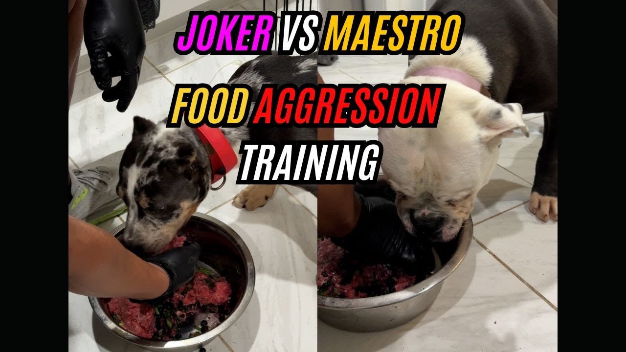 Joker vs Maestro: Food Aggression Training