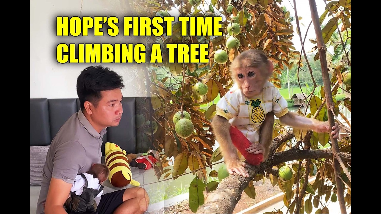 Hope the One-Legged Monkey Sneaks Out to Play!
