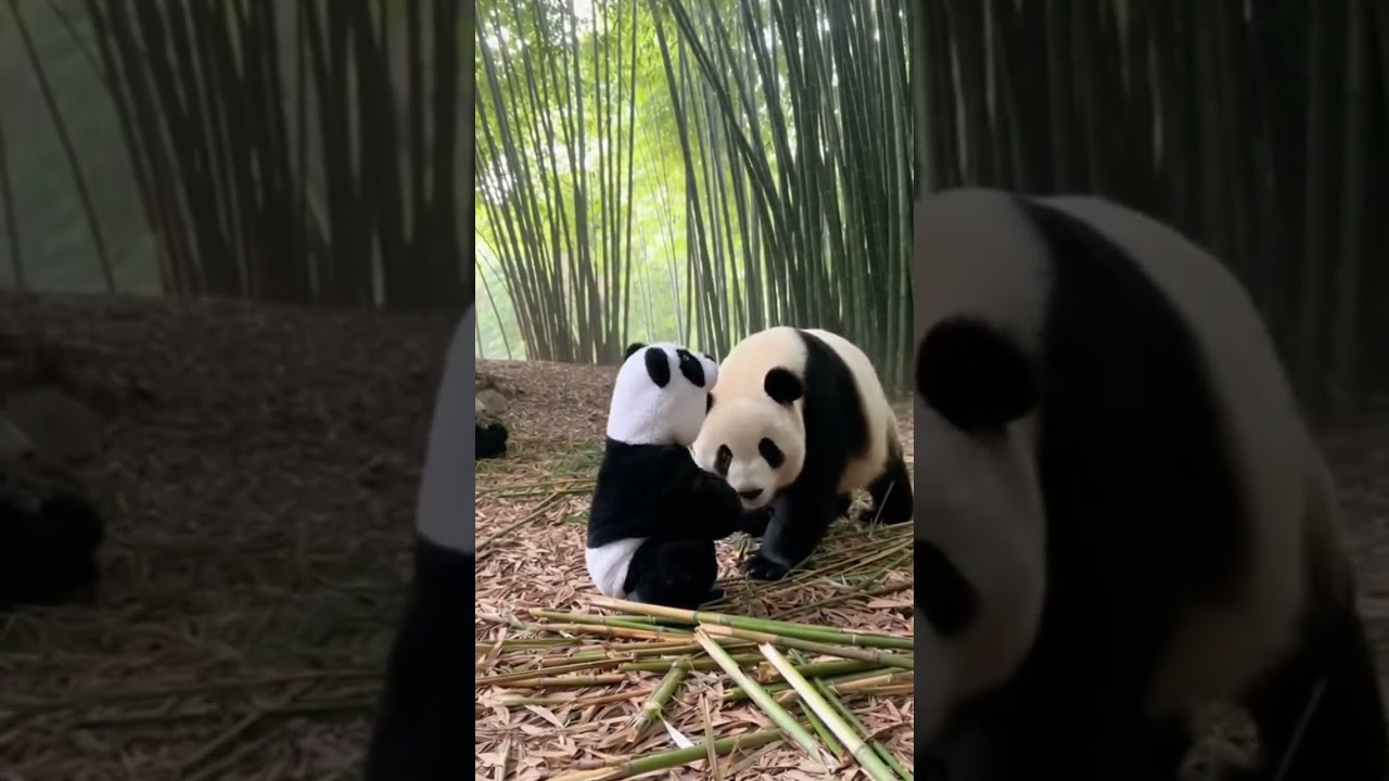 Pandas React to a Fake Panda 🐼 #shortvideocontent #videoshorts