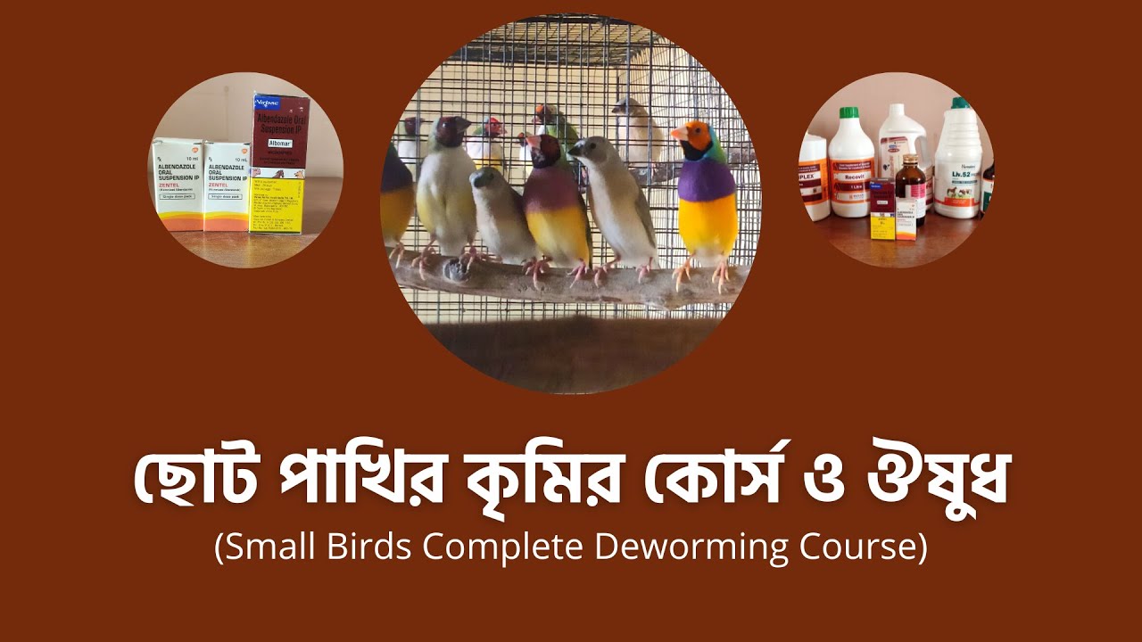 ছোট পাখির কৃমির কোর্স ও ঔষুধ । Birds Deworming Course & Medicine | Birds Dewormed