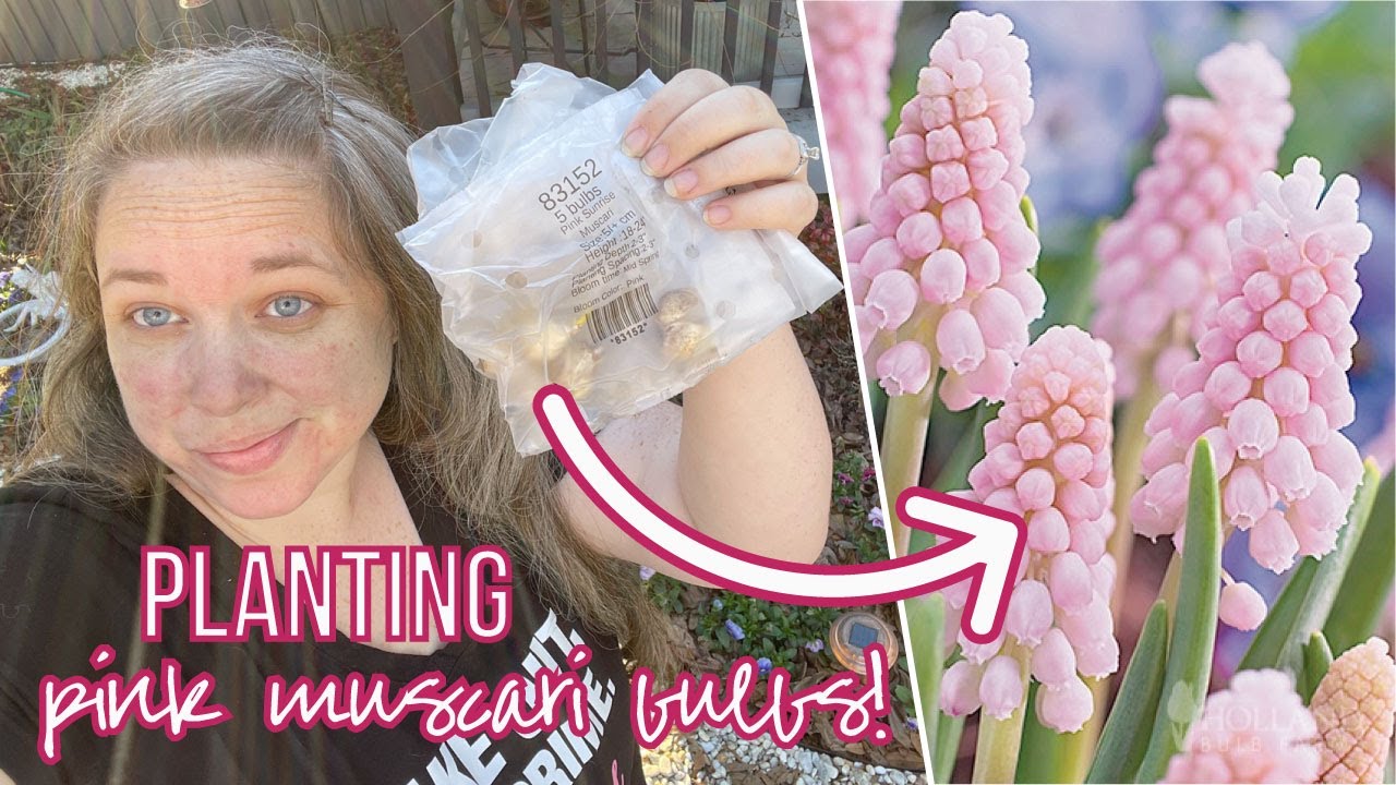 Planting Muscari Bulbs for Spring (Zone 8b) (Pink Sunrise Muscari)