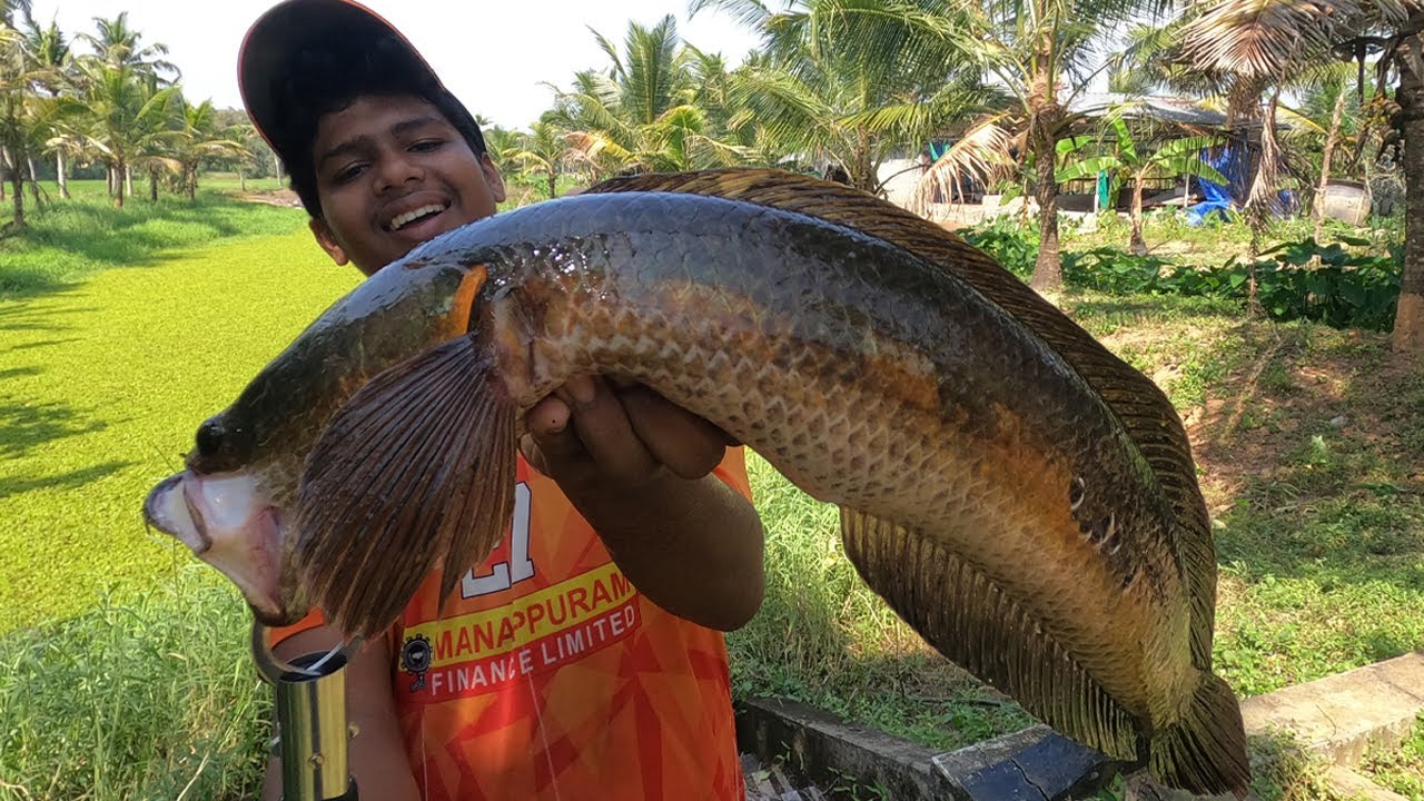 ഒട്ടും പ്രതീക്ഷച്ചില്ല ഇത്ര വലിയ മീൻ കിട്ടുമെന്ന് #snakehead