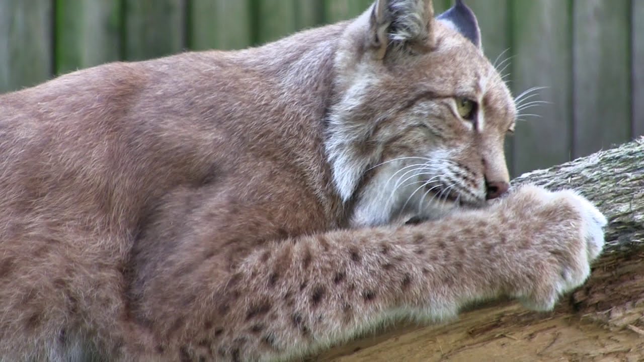Erämaiden äänetön vaeltaja Ilves, Lynx lynx
