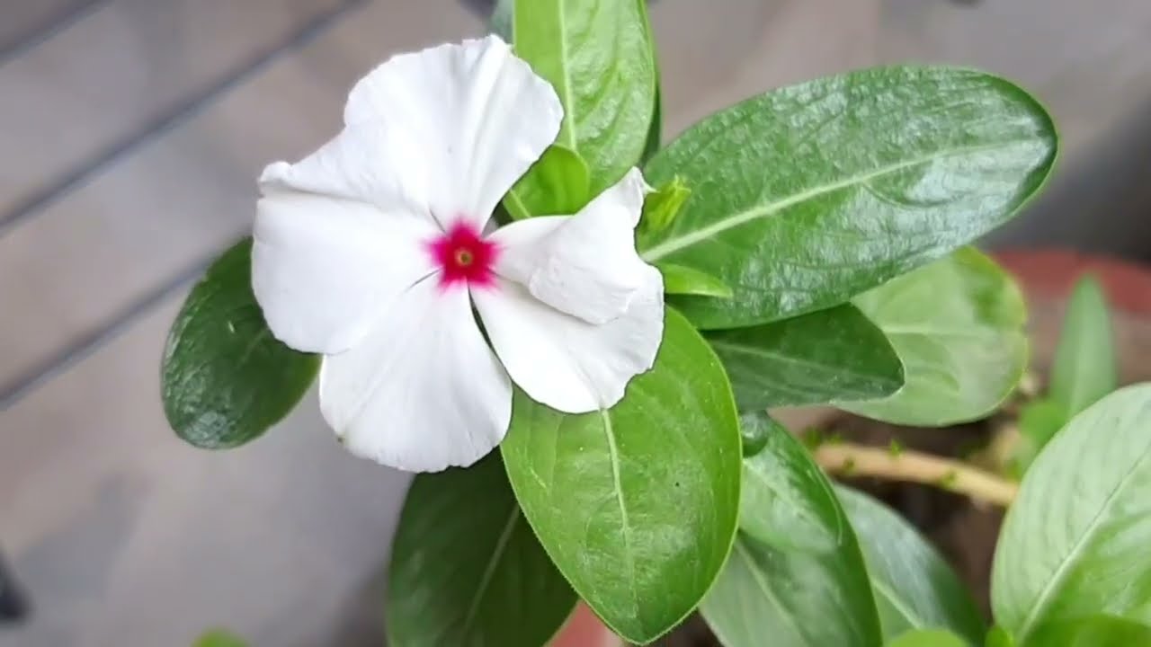 सदाबहार में फूल नहीं रुकेंगे | Vinca Plant Care Complete Guide