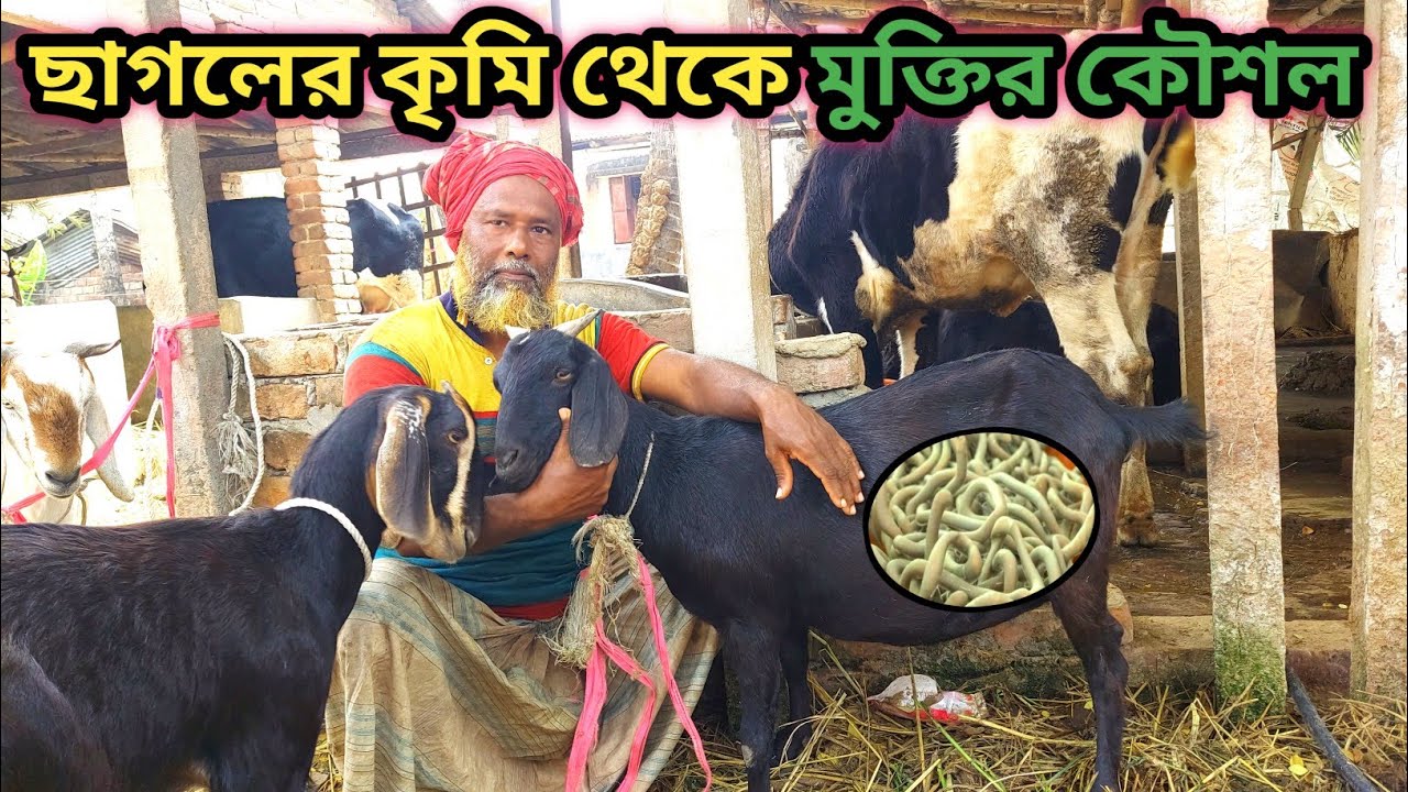 ছাগলের ক্রিমি মুক্তির পদ্ধতি। 