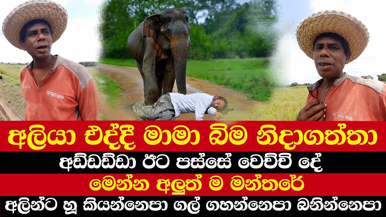 අලියා එද්දී මාමා බිම නිදාගත්තා | අඩ්ඩඩ්ඩා ඊට පස්සේ වෙච්චි දේ | මෙන්න අලුත් ම මන්තරේ