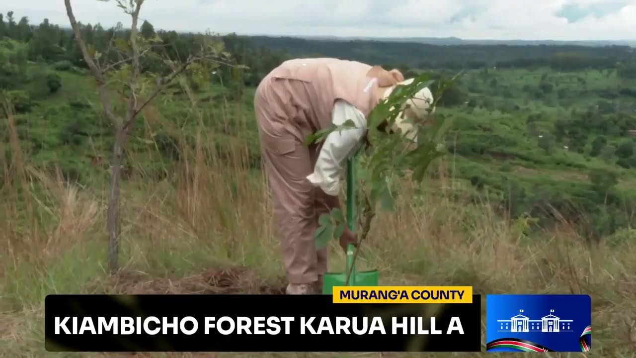 National Tree Planting, Kiambicho Forest Karua Hill A, Murang'a County