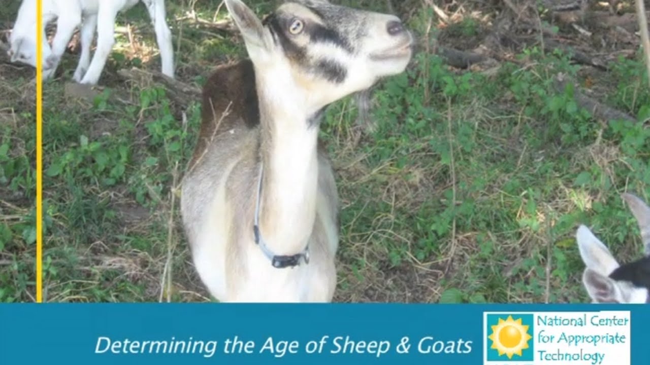 Determining the Age of Sheep and Goats