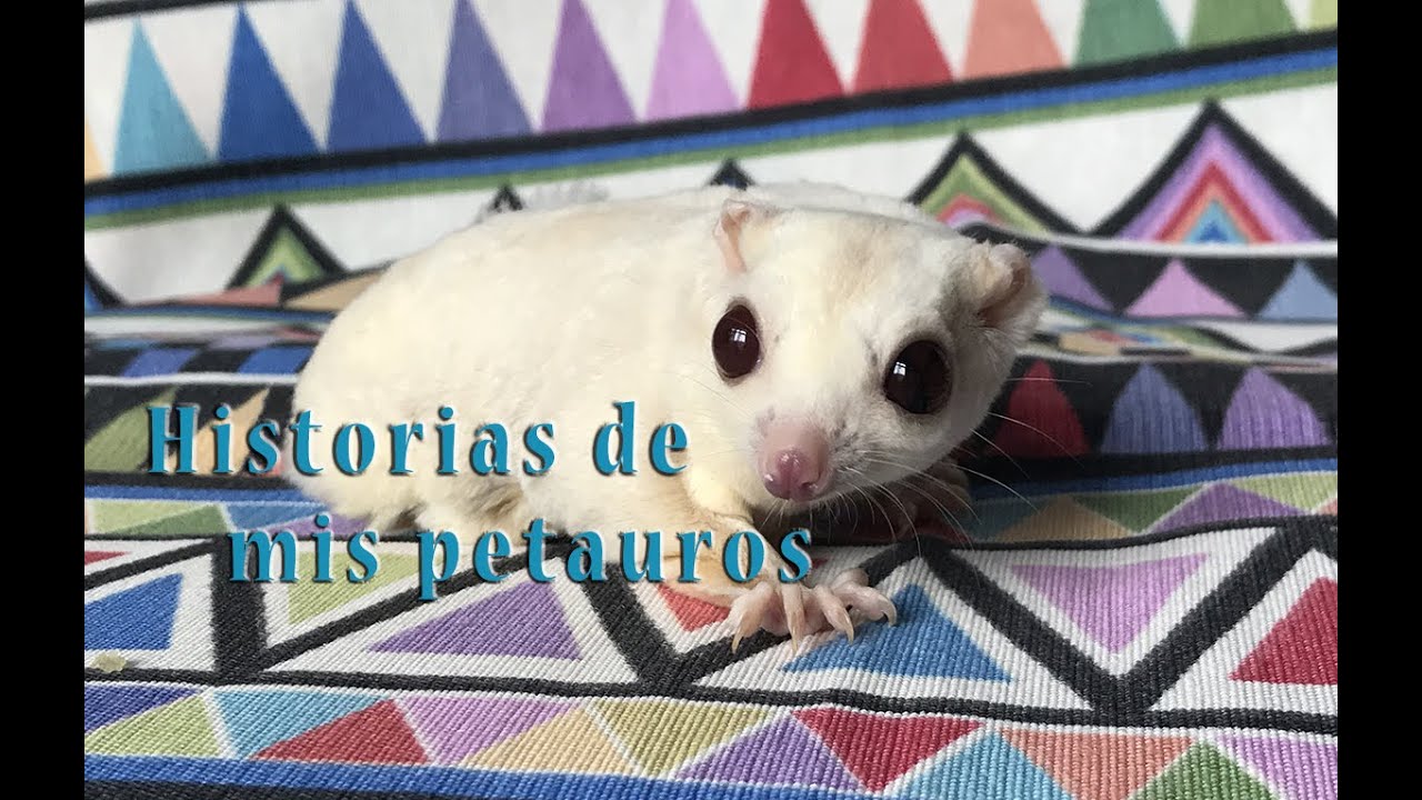 Historias y anécdotas con mis petauros / sugar gliders