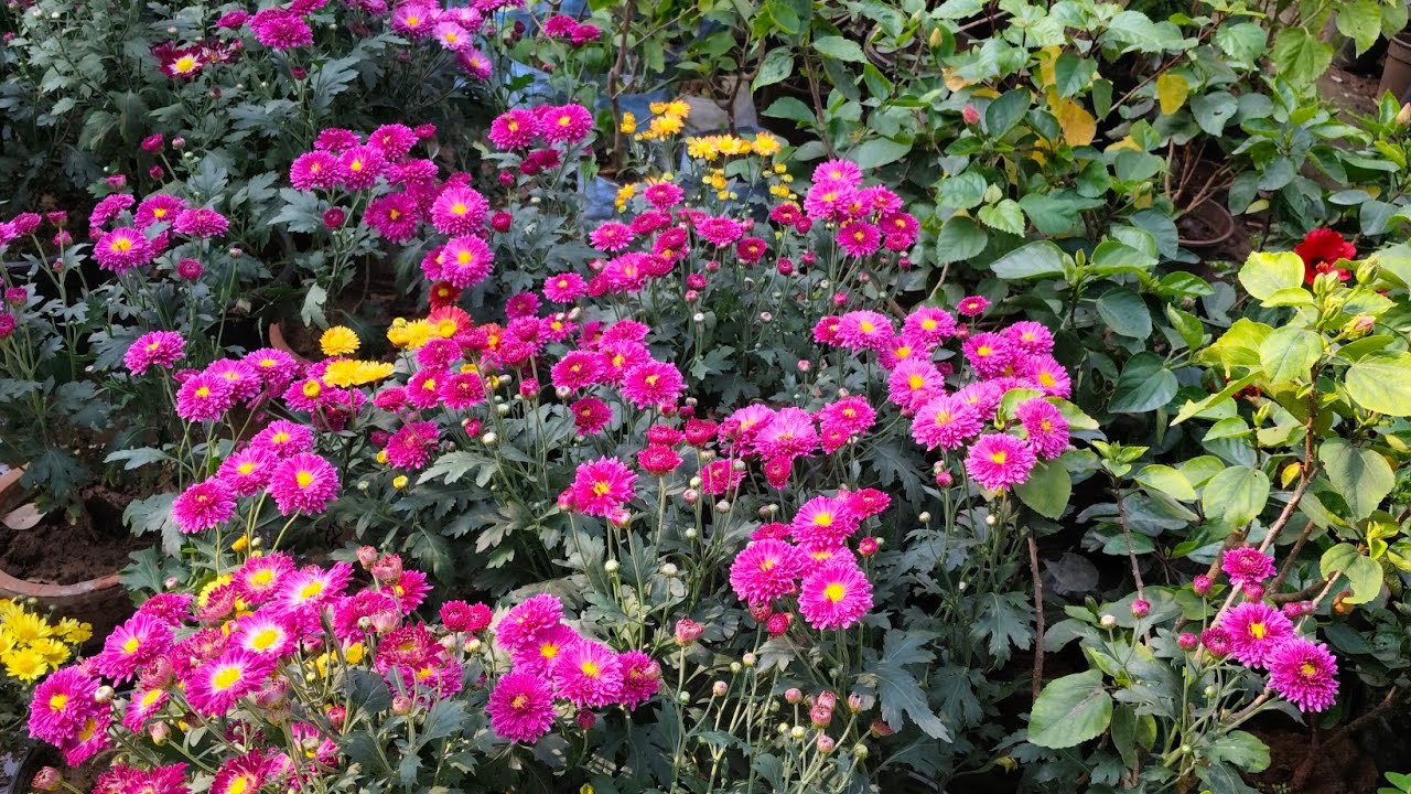 सर्दियों में खिलने वाले पौधों की खरीदारी 💐 विशलिस्ट प्लांट शॉपिंग वीडियो 💕कम कीमत पर खरीदारी 