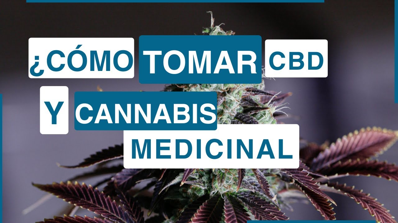 &iquest;C&oacute;mo tomar CBD y Cannabis Medicinal?