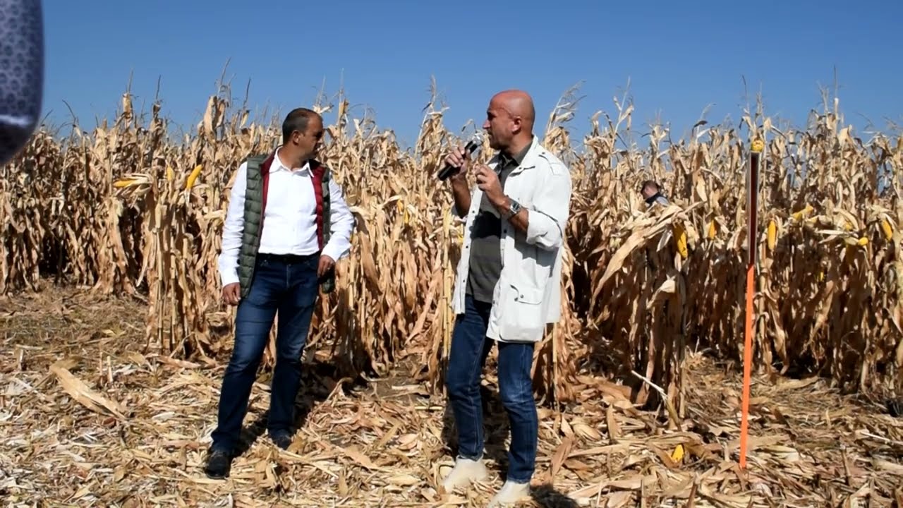 KWS România - Recoltarea hibrizilor ameliorati in Romania