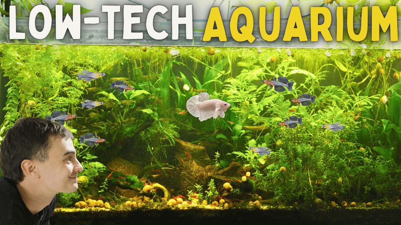 How to Set Up Your First Aquarium (Step-by-Step)