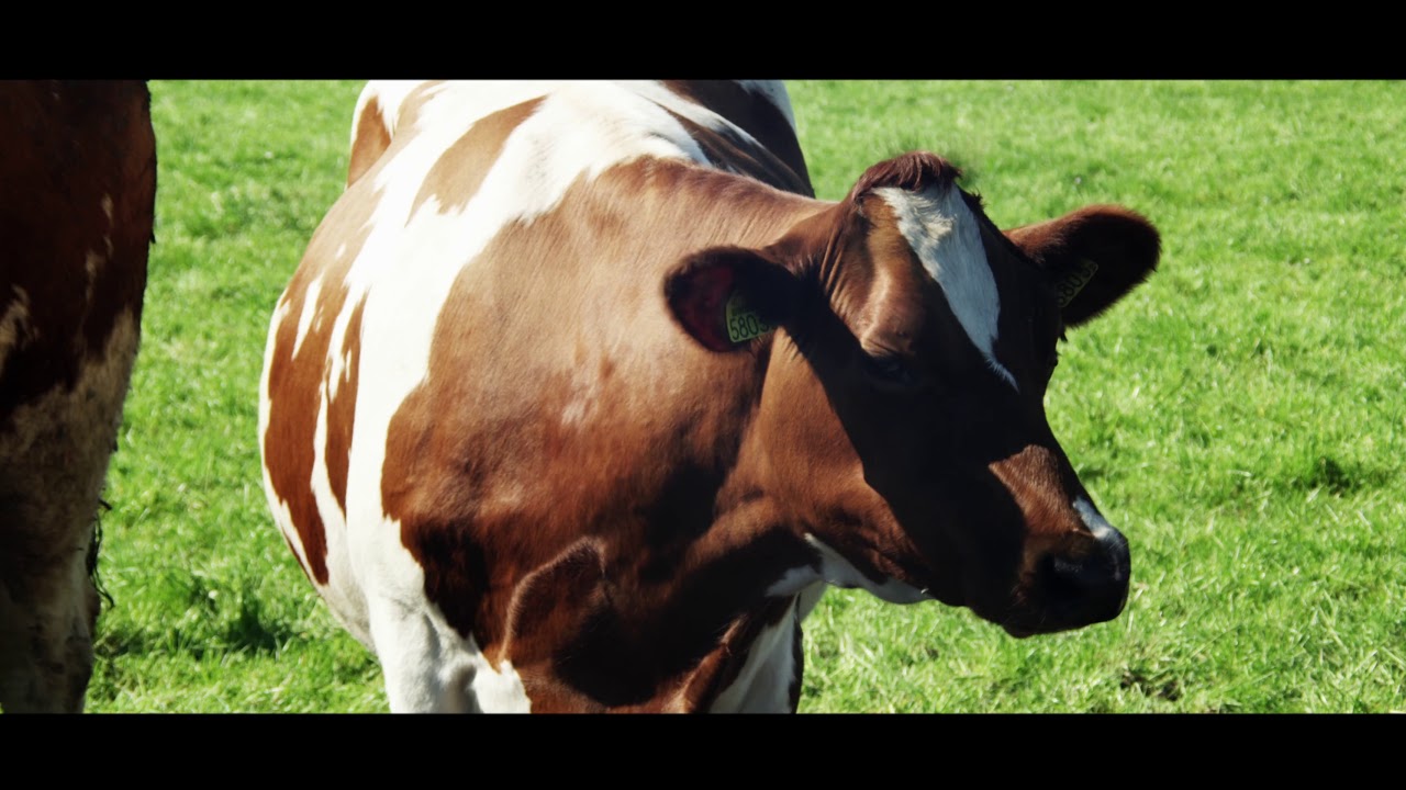 Save the Frysian red and white cow