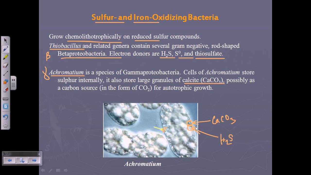 Bergey's Manual Vol 2 sulfur and iron oxidizing bacteria