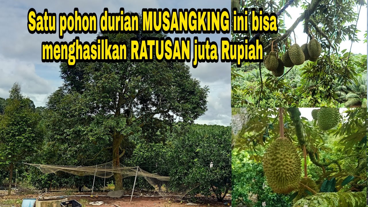 Siapa Sangka Satu Pohon Durian Musangking Ini Bisa Menghasilkan RATUSAN juta Rupiah || pekerja muda