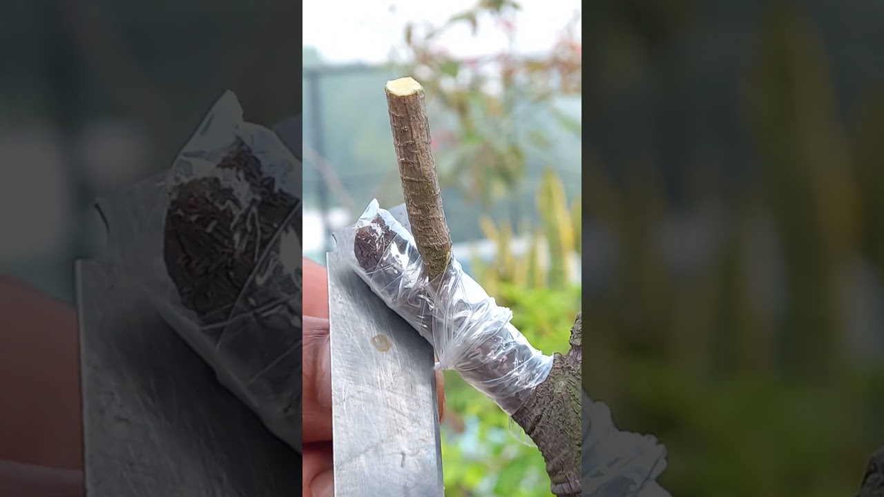 BEST Grafting Techniques RESULTS after 35 days#reels #reelsviralシ #gardening #grafting #graftingtree