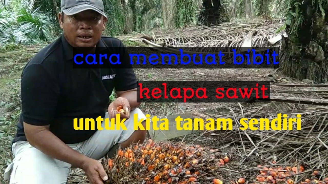 cara milih pokok dan buah sawit agar di jadikan bibit kelapa sawit part 2