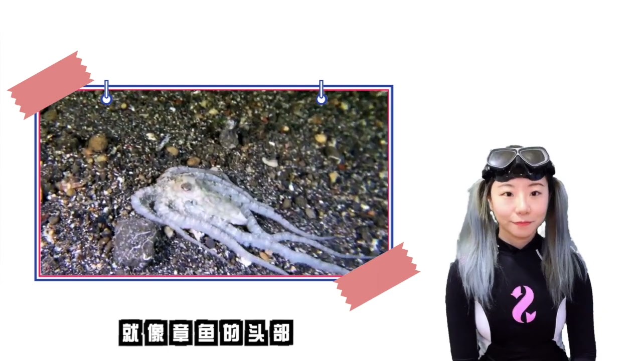 潜水手势之鱼类识别手势大合集（下）你知道的和不知道都在这里，看着一篇就够啦How many Diving signals do U know? - fish signals