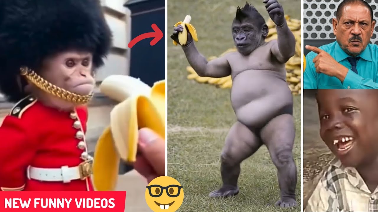 Try Not to Laugh (p15) 😂 Crazy Funniest Videos Compilation 