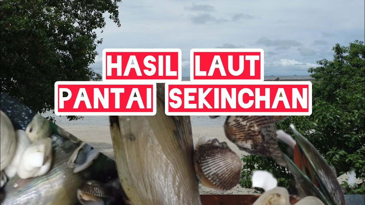 Kerang berbulu Di pantai Sekinchan (hasil laut Sekinchan) 13/11/2022