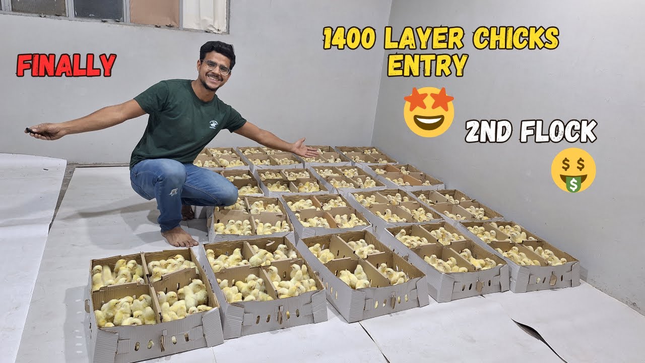 1400 White Layer Chicken Farming Small Scale Poultry Farming at Home 🐥❤️
