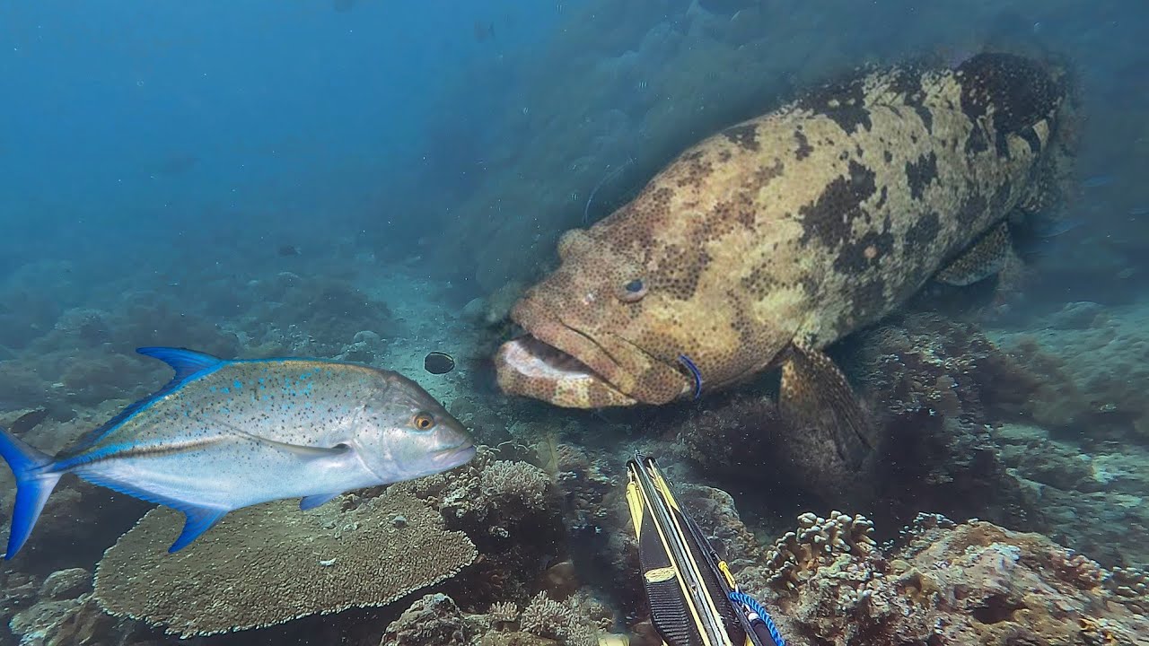 Berburu Ikan Baronang Dan Menembak Kerapu Monster Tali Shaft Terputus