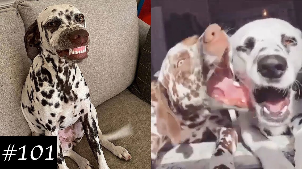 Dalmatian Dogs Compilation | Funny Dog Videos 2021