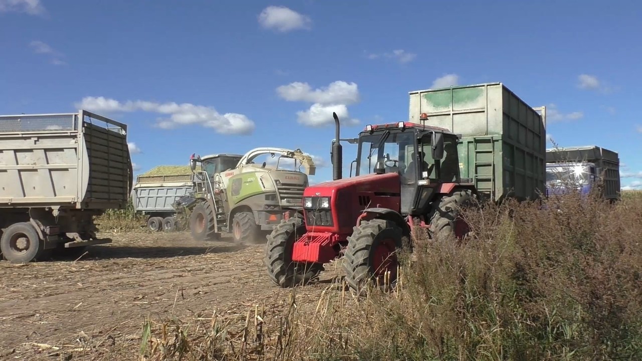Жатва КУКУРУЗЫ! CLAAS Jaguar 870 в деле: как готовят корм для животных в 