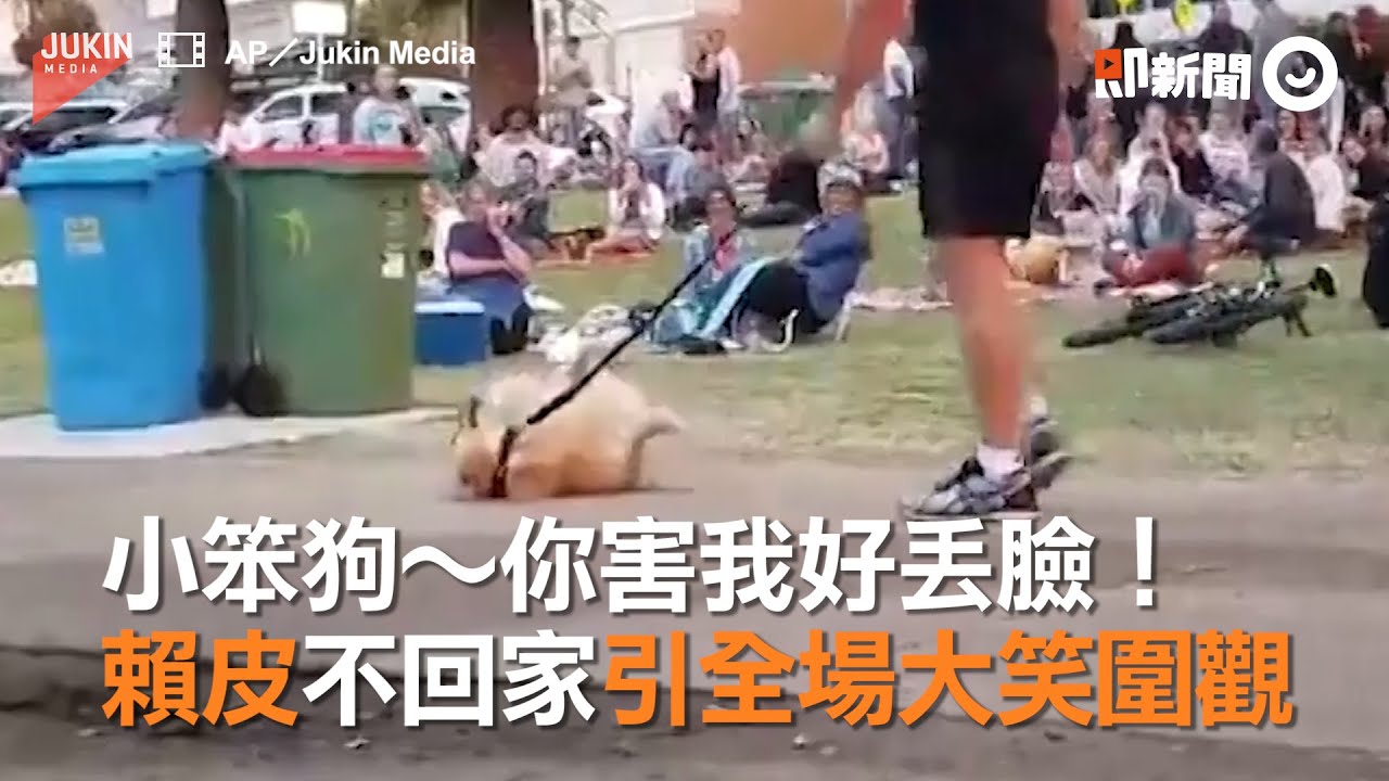 黃金獵犬賴皮在公園不回家引全場大笑圍觀 小笨狗～你害我好丟臉｜寵物｜耍賴｜Golden Retriever