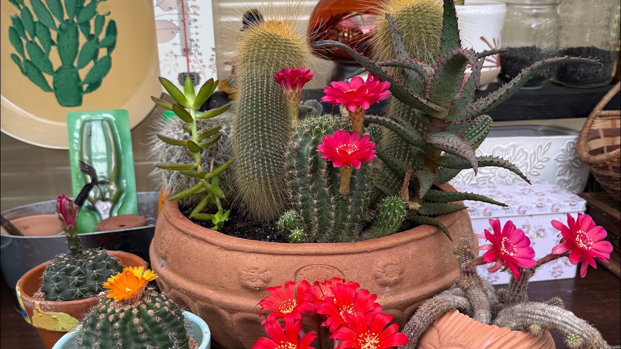 Summer succulent garden update super chatty!