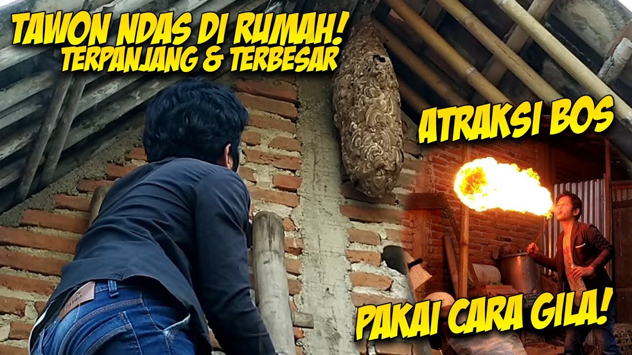 ATRAKSI PEMUSNAHAN SARANG TAWON NDAS‼️JADI TONTONAN WARGA