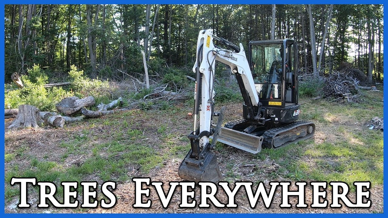 Cleaning up Trees & Stumps (2 of 2)