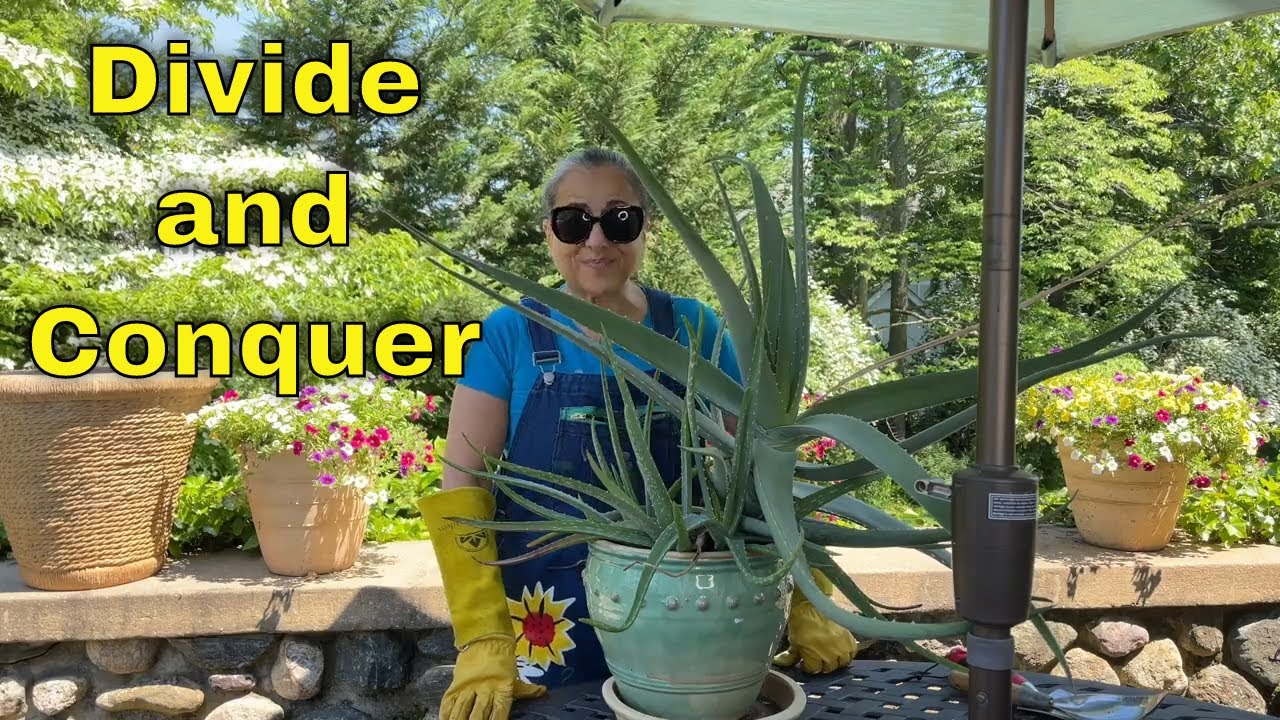 Repotting and Dividing An Aloe Plant