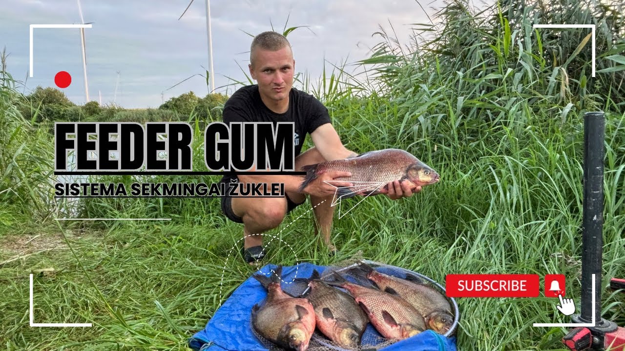 Kaip surišti Feeder sistema su feeder gum