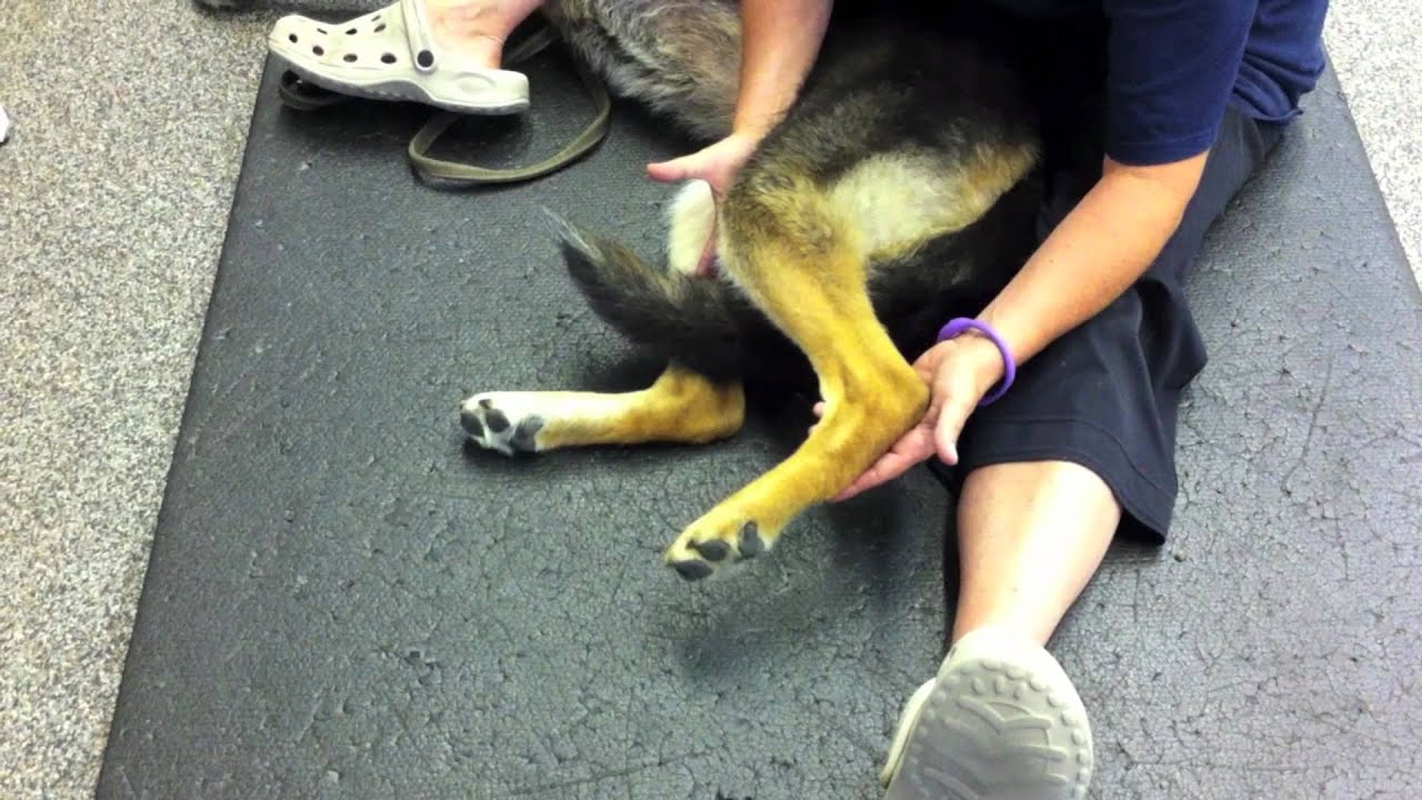 Canine Wellness Centre Promo Video