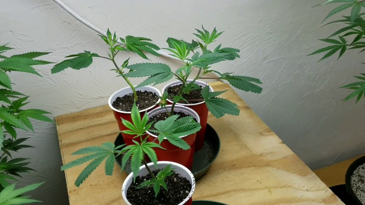 Clones explode with root production