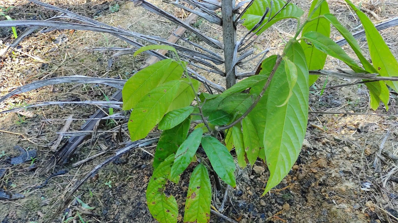 COMO E QUANDO DEVE SER FEITO A PRIMEIRA ADUBAÇÃO NO CACAU DEPOIS DO PLANTIO!!