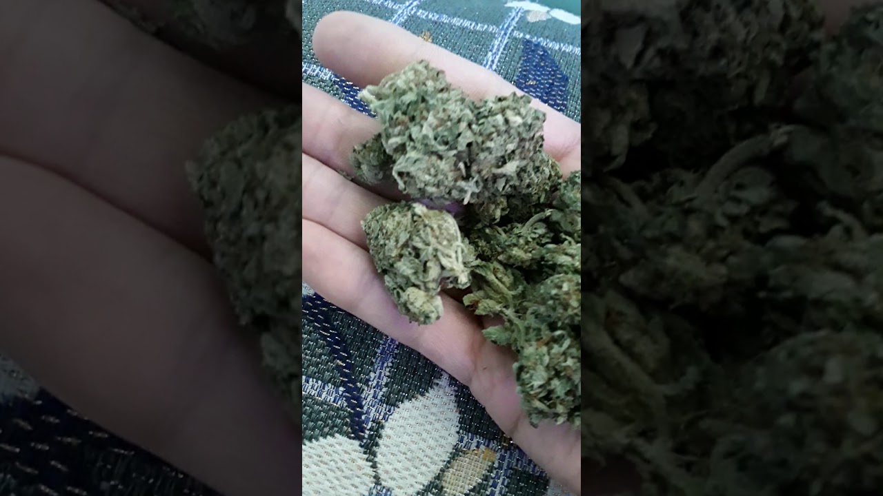 snoops dream