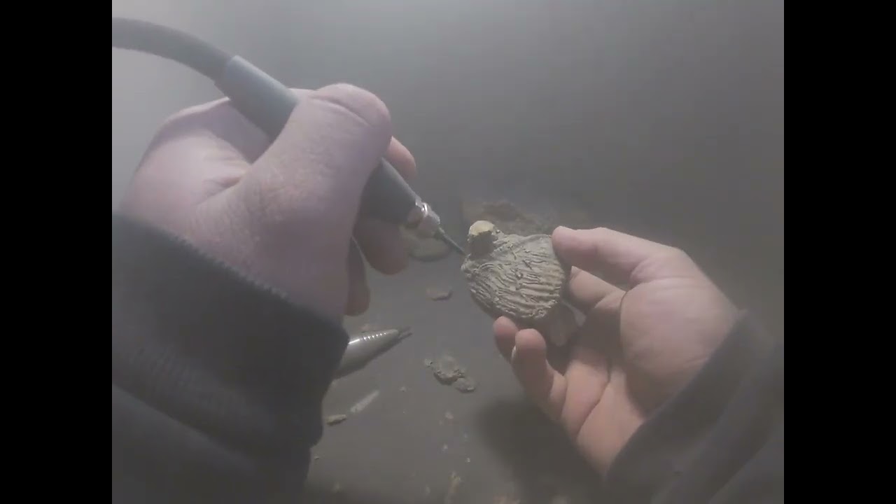 A Jurassic Trigona Fossil