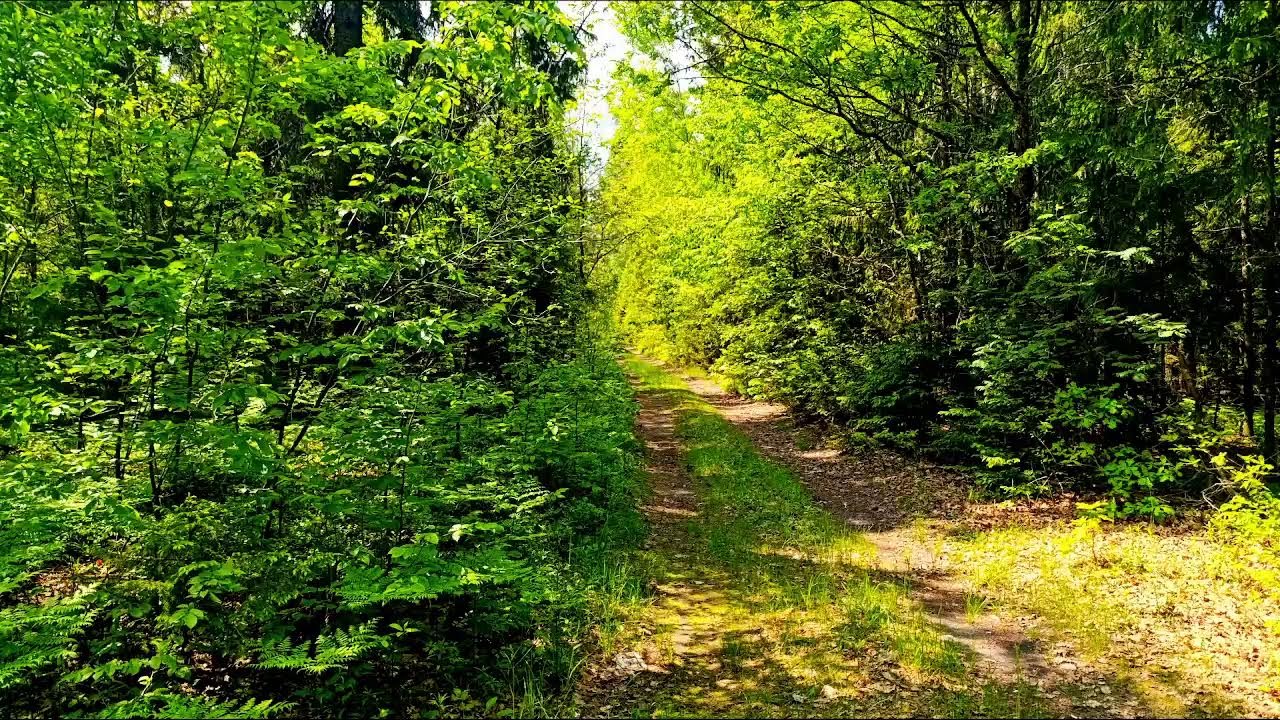 4K Лесное исцеление 🌲 Спокойное пение птиц и успокаивающие звуки природы для сна