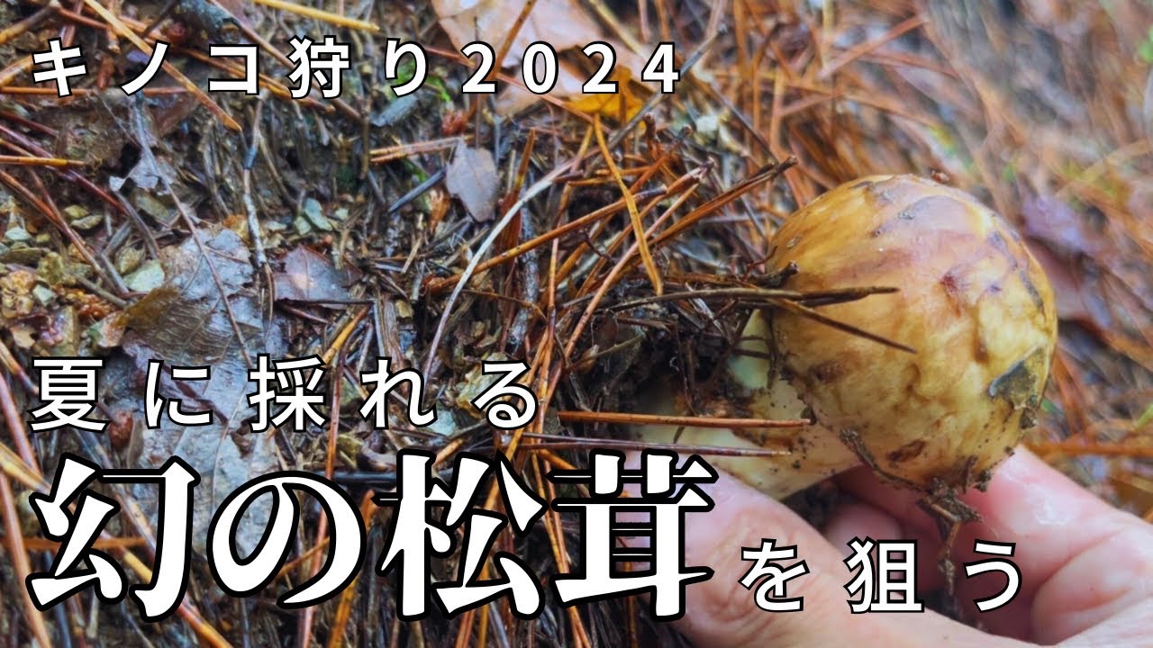 幻の土用松茸｜早松を狙う【part1】