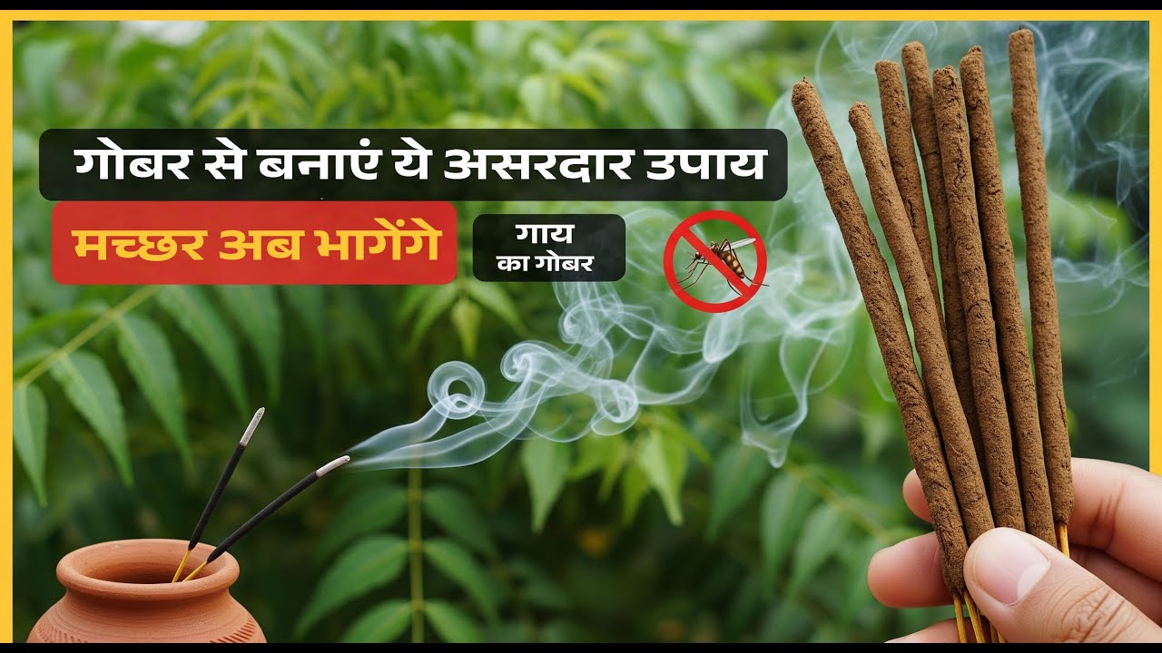 मच्छर भगाने का सबसे सस्ता और असरदार तरीका | गोबर से मच्छर अगरबत्ती बनाने की विधि