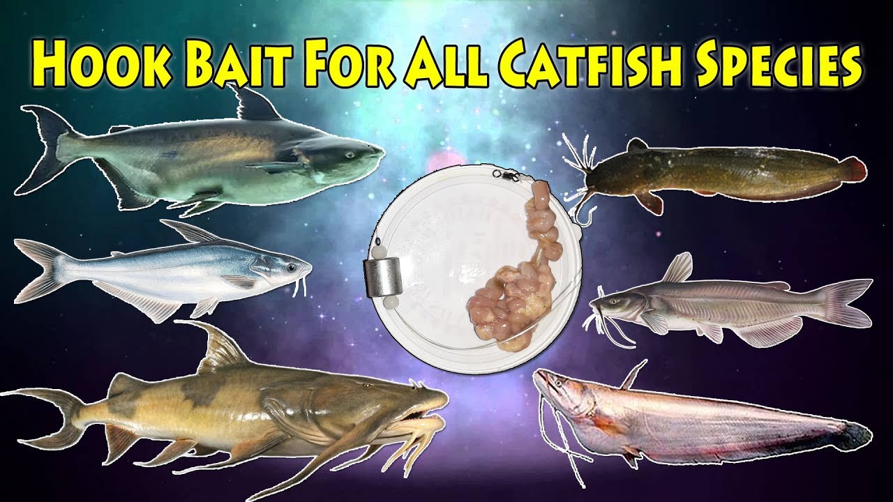 Hook Bait For All Catfish Species