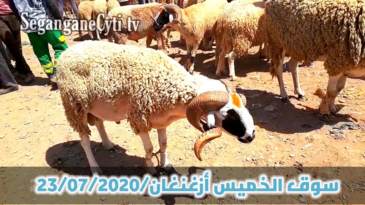 سوق الأغنام بأزغنغان الناظور