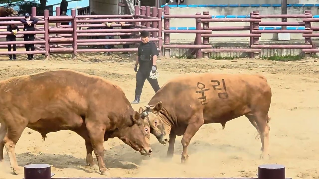 재밌는 경기 창녕 민속 소힘겨루기 완승 vs 울림 (무승부)