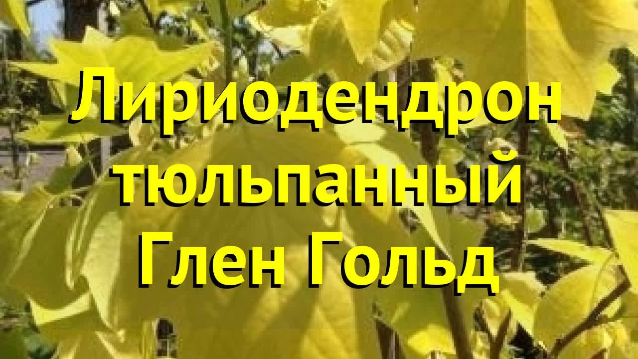Лириодендрон тюльпанный Глен Гольд. Краткий обзор, описание liriodendron tulipifera Glen Gold